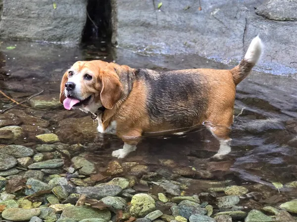 Billy, beagle, qui se baigne