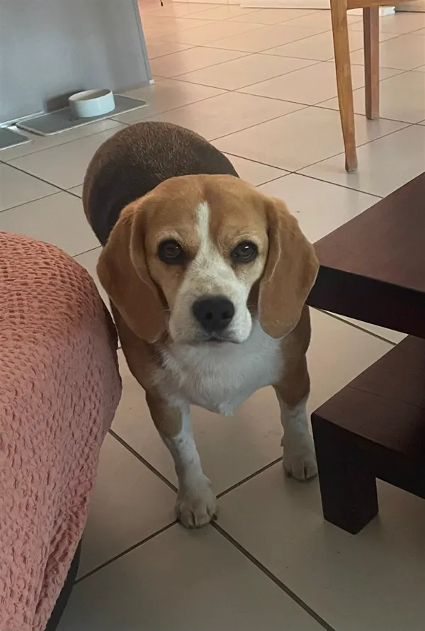 Bobi, beagle, à la maison