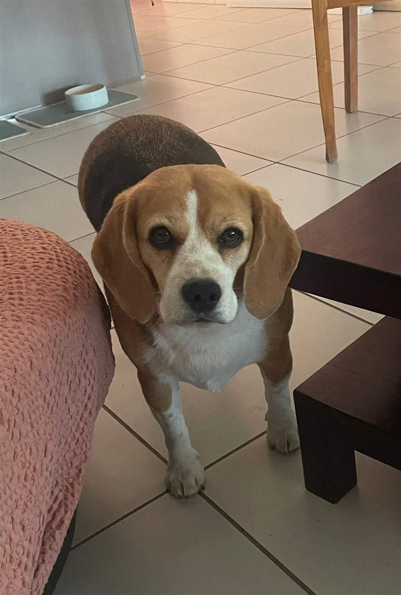 Bobi