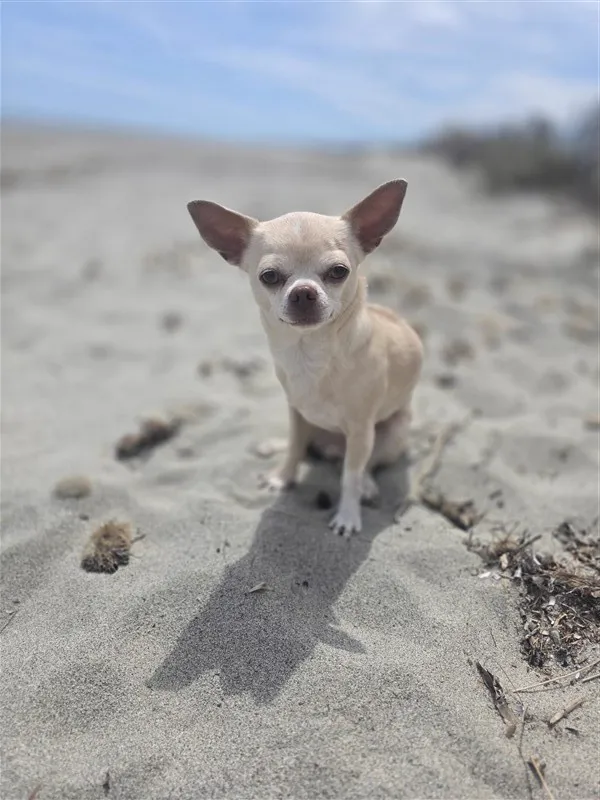 Moon, chihuahua, sur le sable