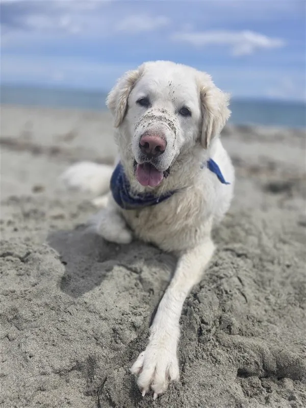 Suki, golden retriever, à la plage