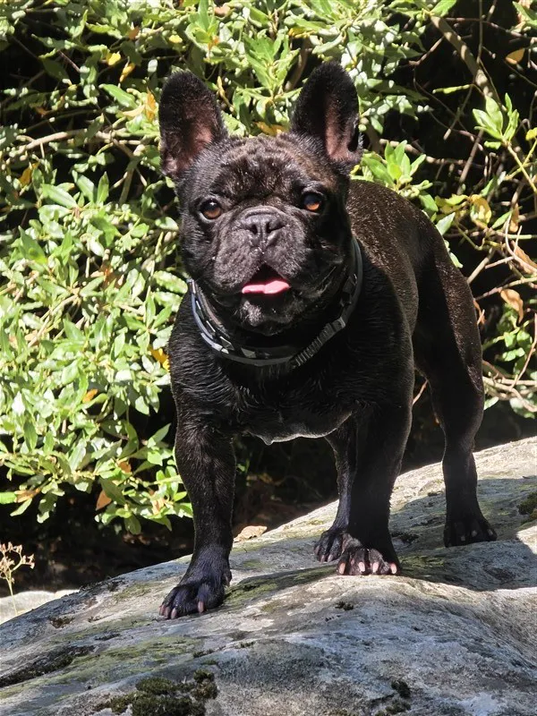 Thor, bouledogue français de la meute