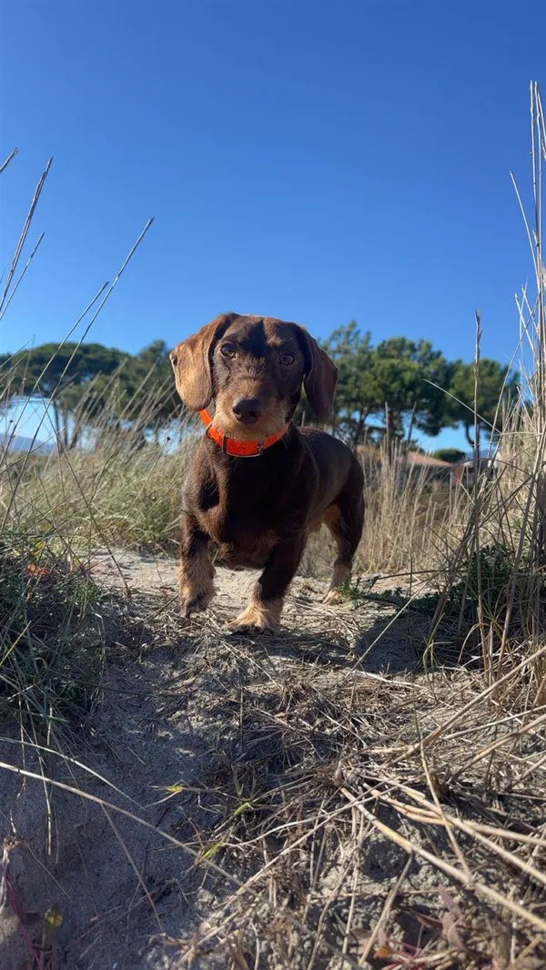 Twix, teckel, en sortie nature
